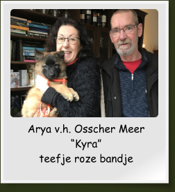 Arya v.h. Osscher Meer “Kyra” teefje roze bandje