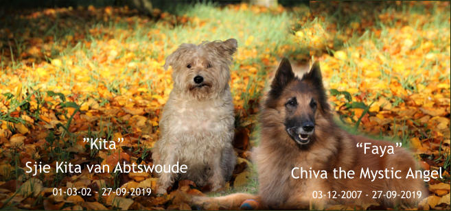 Sjie Kita van Abtswoude            01-03-02 - 27-09-2019 “Faya” Chiva the Mystic Angel 03-12-2007 - 27-09-2019     ”Kita”